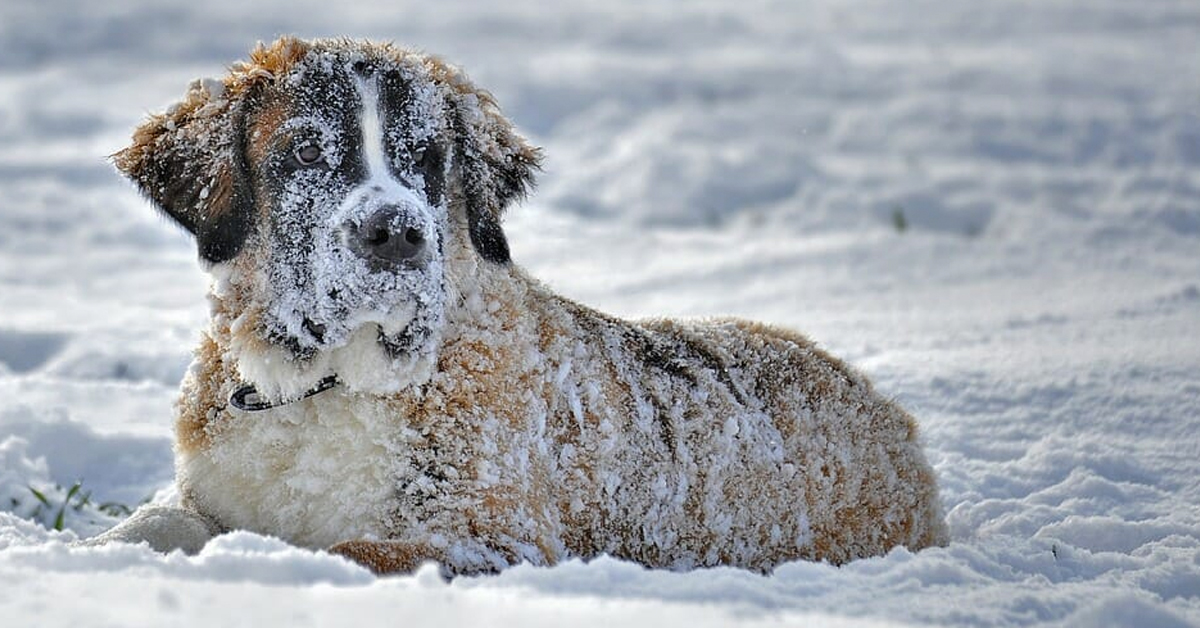 New Law Confirmed You can now be put in jail for leaving your dog out