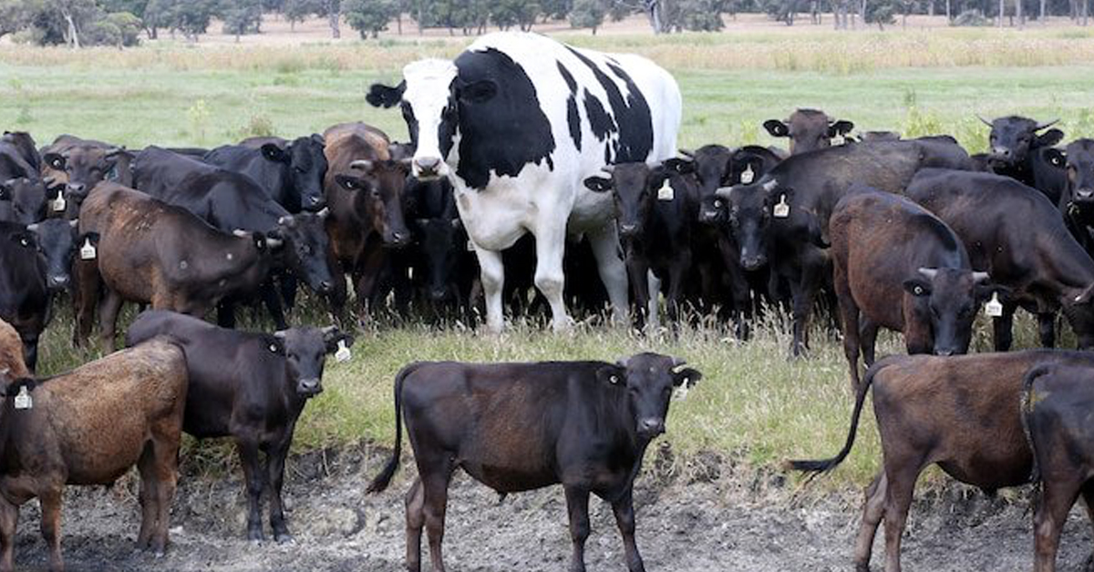 Knickers The Giant Steer Has The Saying, 'Holy Cow!' Jesus Daily