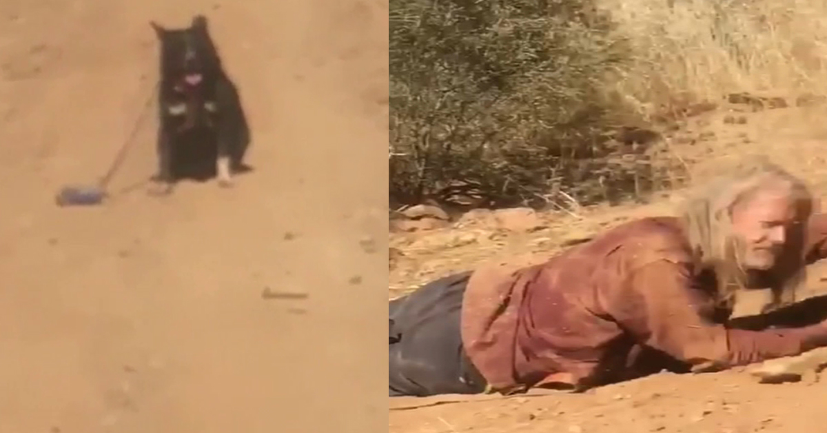 Loyal Dog Leads Stranger To Injured Owner While Other Dog Stayed By His ...