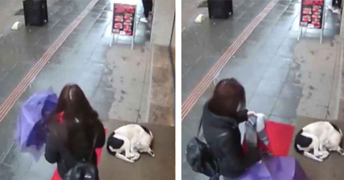 Wet, frozen stray dog tries to take shelter when woman sees him and ...