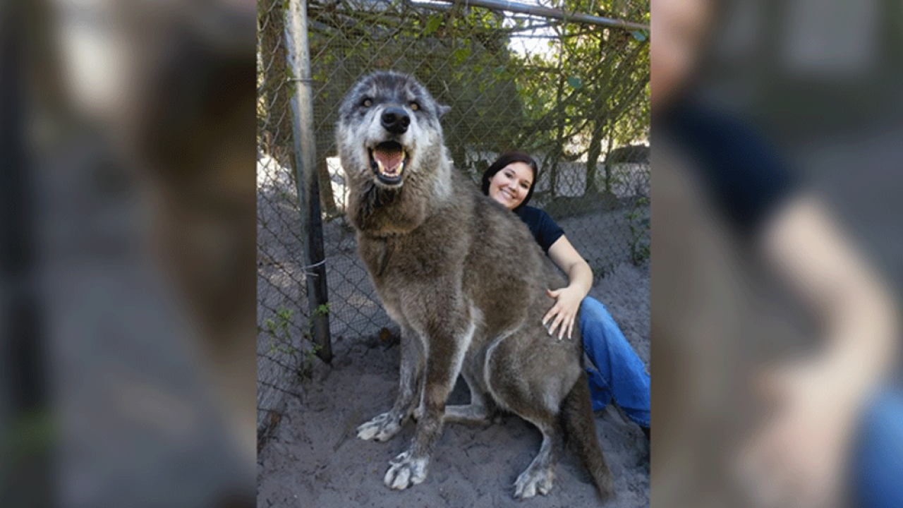Big Dog Wolf
