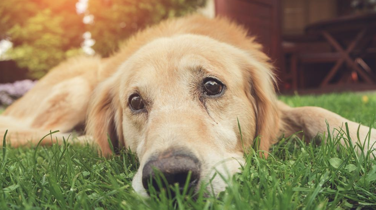 New Law Confirmed You can now be put in jail for leaving your dog out