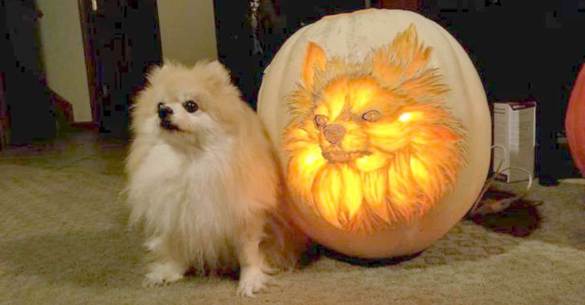 Man Spends 3 Hours Carving Pumpkin That Looks Like His Pomeranian man-spends-3-hours-carving-pumpkin-that-looks-like-his-pomeranian