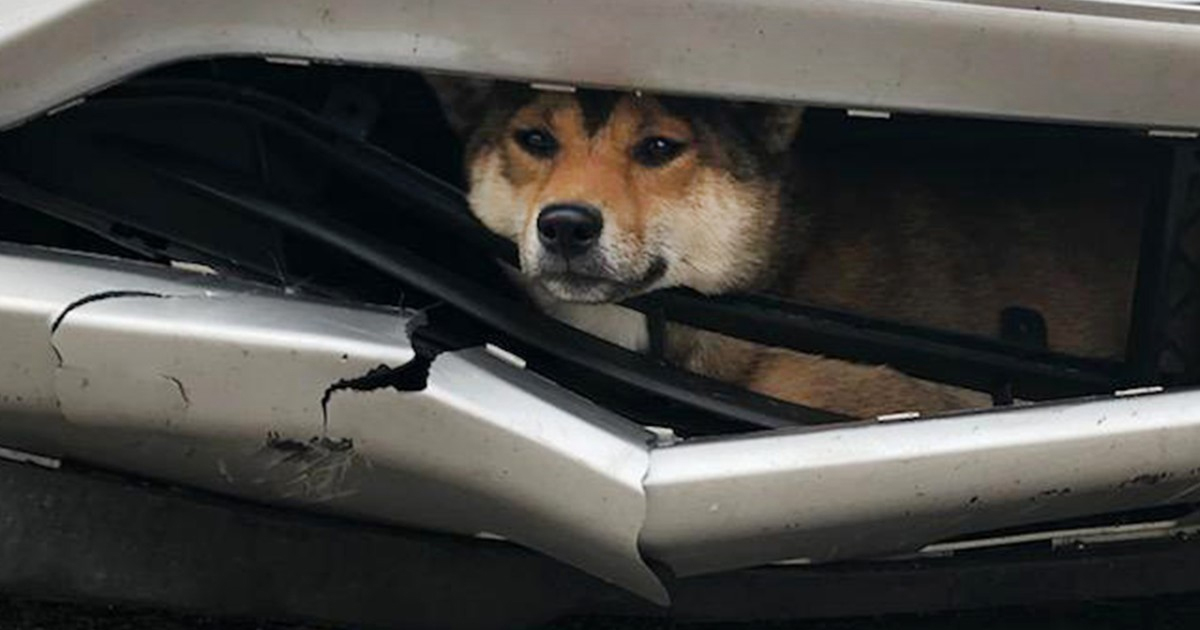 Dog Miraculously Survives After Being Struck by Car, Trapped in Grille ...