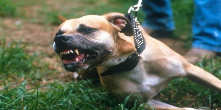 4540012_Getty-Images-Fee_Dangerous-Dogs-Pit-Bull-xlarge_trans_NvBQzQNjv4BqHjsp1KwWZ7vIyA5cbmKWfE2jwtsr_PtG2kcFAYzAZgA