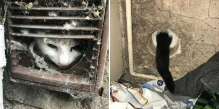 Cat-Stuck-in-Vent