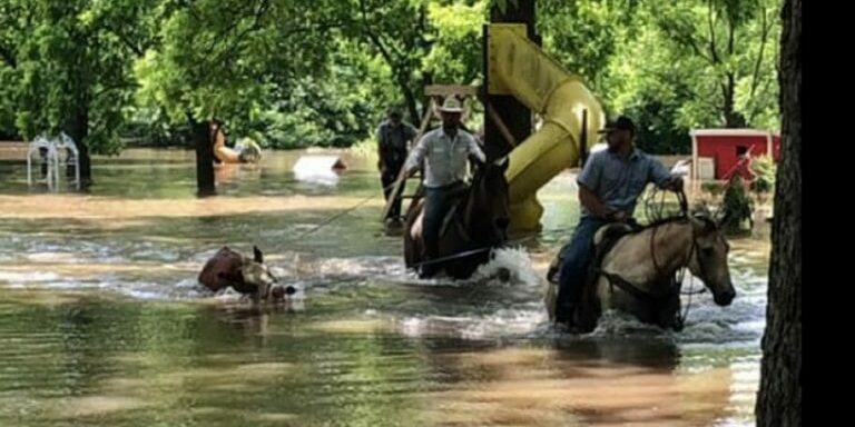 Cowboys-for-flood-913x479