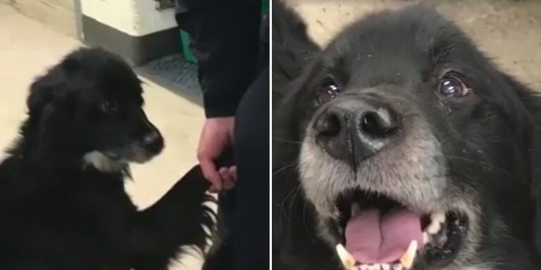 Dog-Rescued-from-Cold