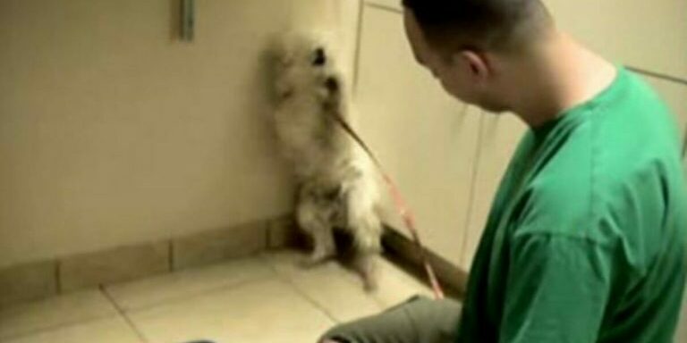 DogSn