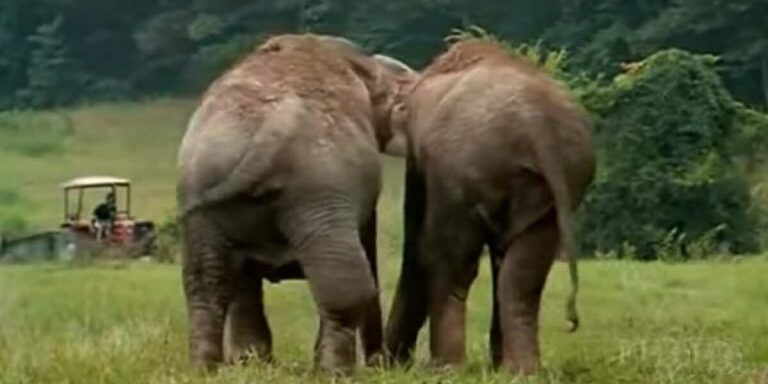Elefant