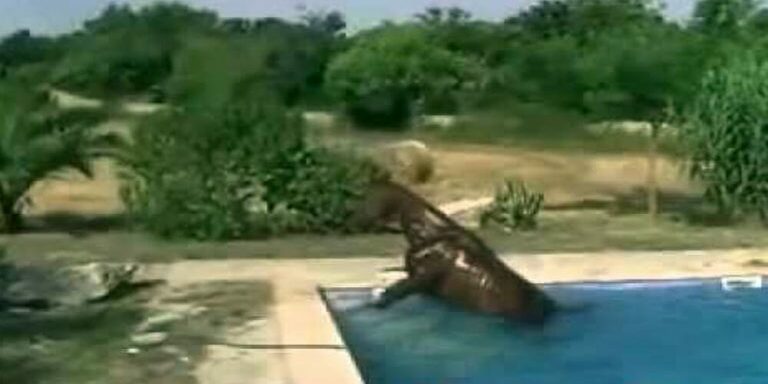 Equin