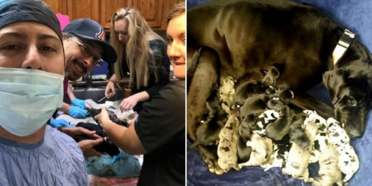 Great-Dane-with-puppies-1280x720