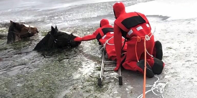 Horse-Ice-Rescue-1280x720