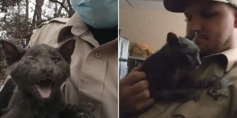 Kitty-during-rescue-and-now