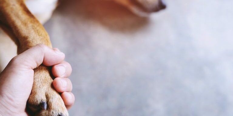 Owner-Holding-Dog-Paw