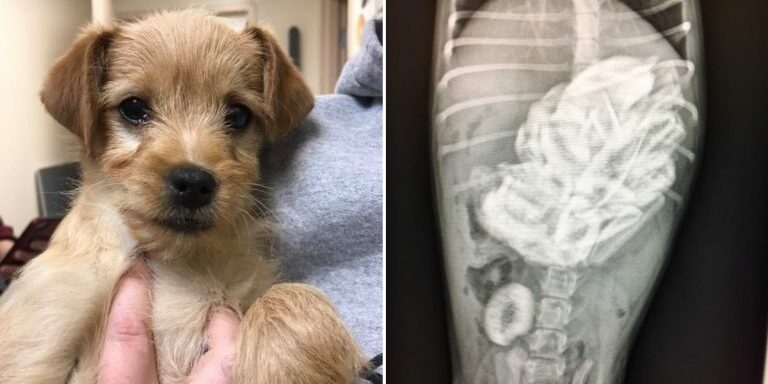 Puppy-and-x-ray