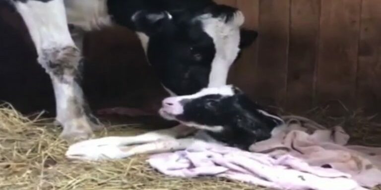 Runaway-Pregnant-Cow