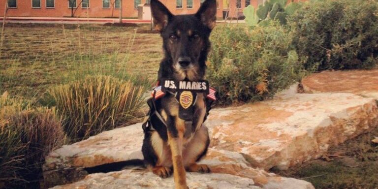 Sgt-Rambo