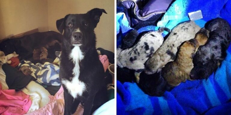 Stray-Saves-Puppies