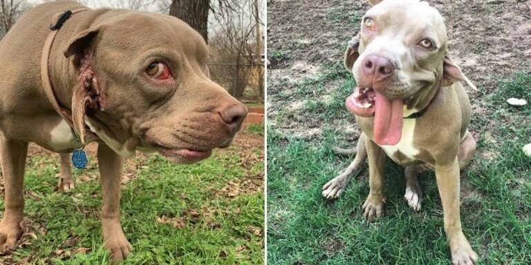 Toad-the-Ear-Mouth-Dog