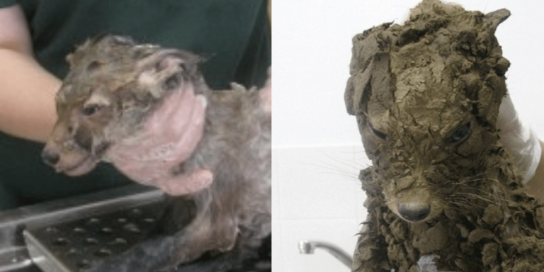 animal7