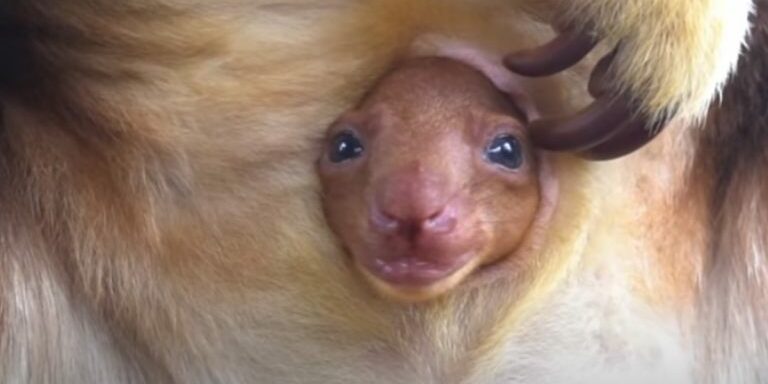 baby-kangaroo-sticks-head-out
