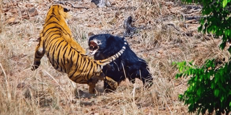 bear-tiger1
