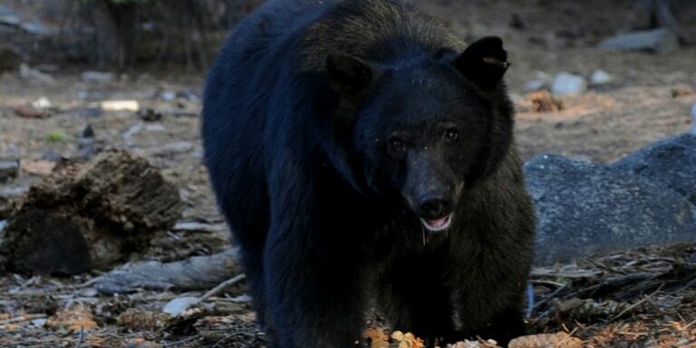 bear5