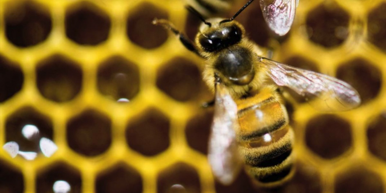 bees