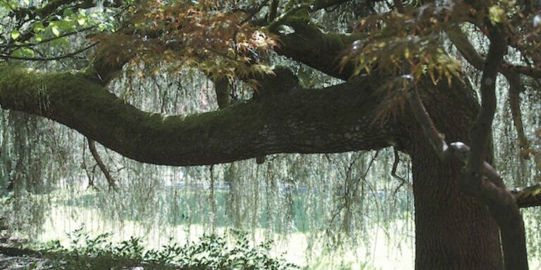 benttree644