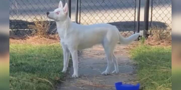 blind-deaf-dog-720x400