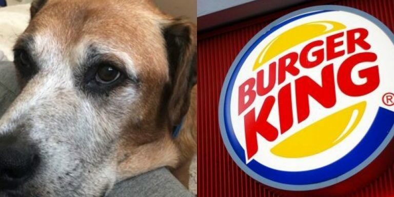 burger-king-pup