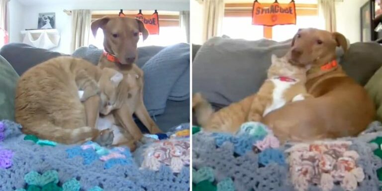 cat-comforts-anxious-dog