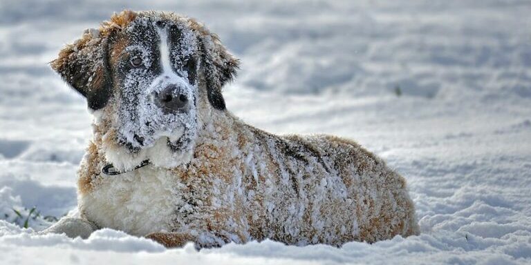 cold_dog