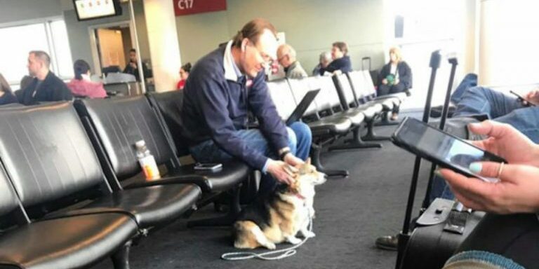corgi-sits-with-man-airport-696x364