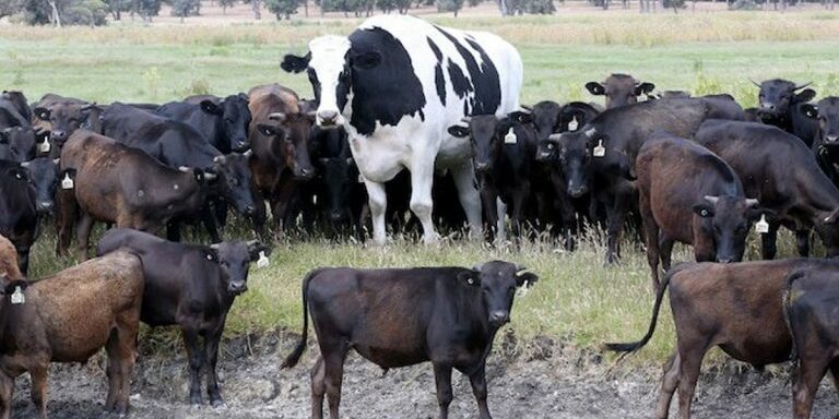 cow55