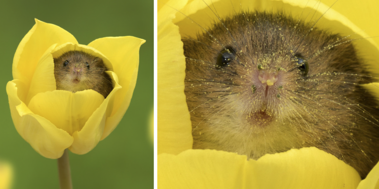 cute-harvest-mice-in-tulips-photography-miles-herbert-fb14