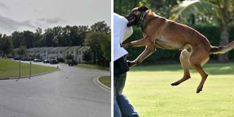 dog attack12