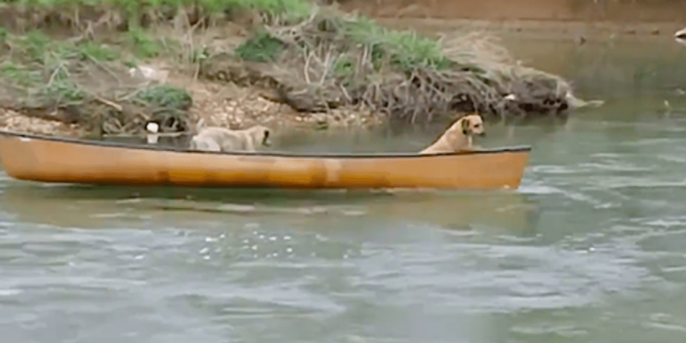 dog-canoe-