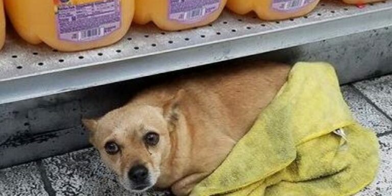 dog-hiding-in-store