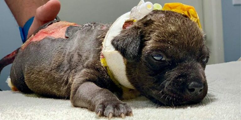 dog-with-burns