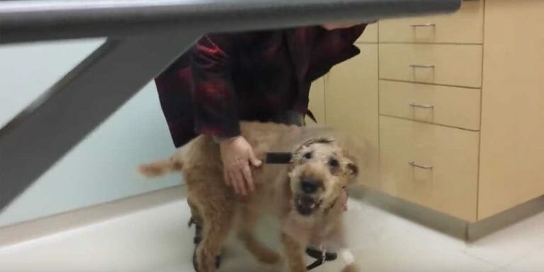dog_can_see_again_featured
