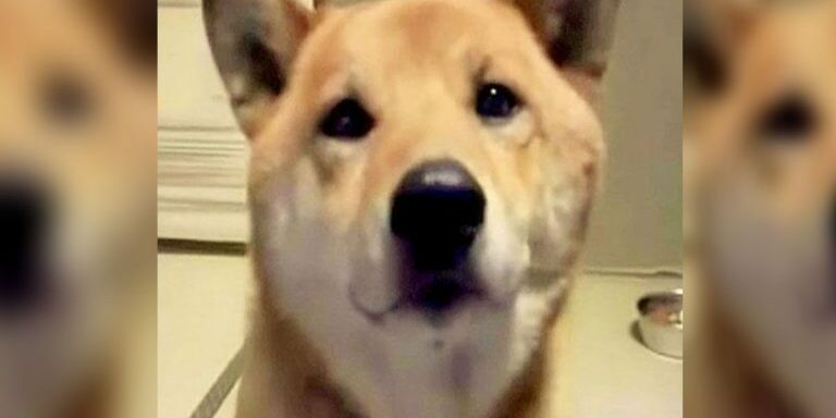 dogbakrs