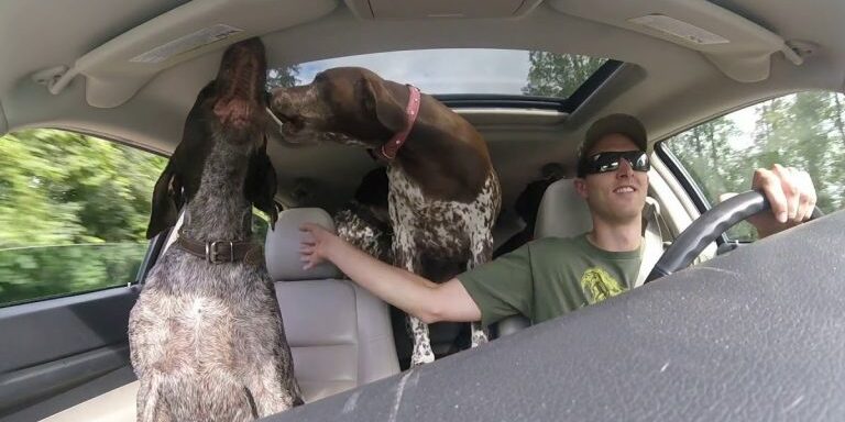 dogpark