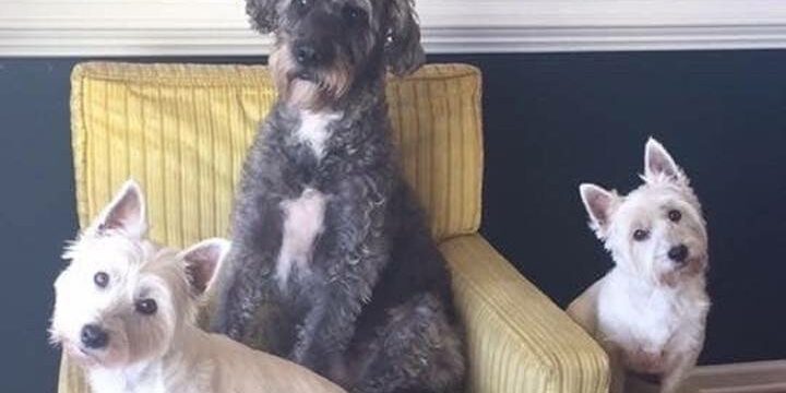 dogs-dead (1)