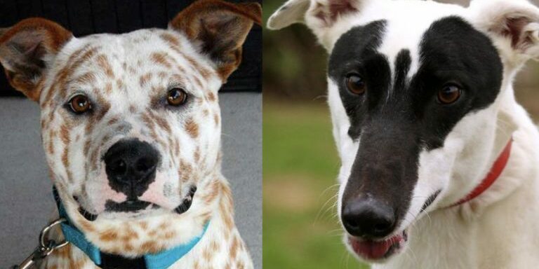 dogs3