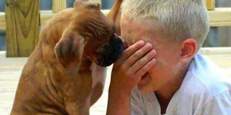 dogs_lives