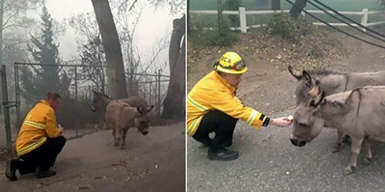 donkeys