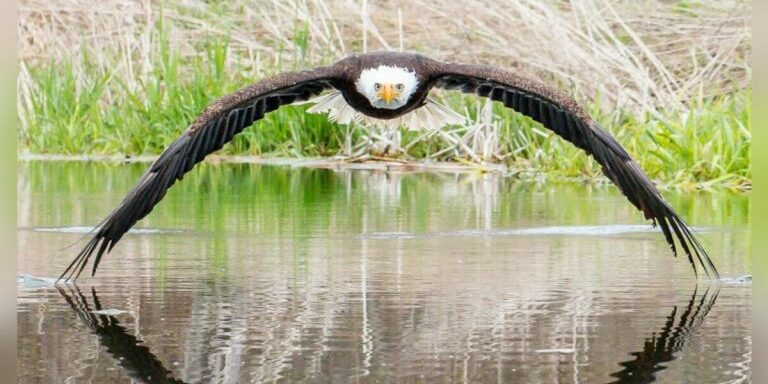 eagle
