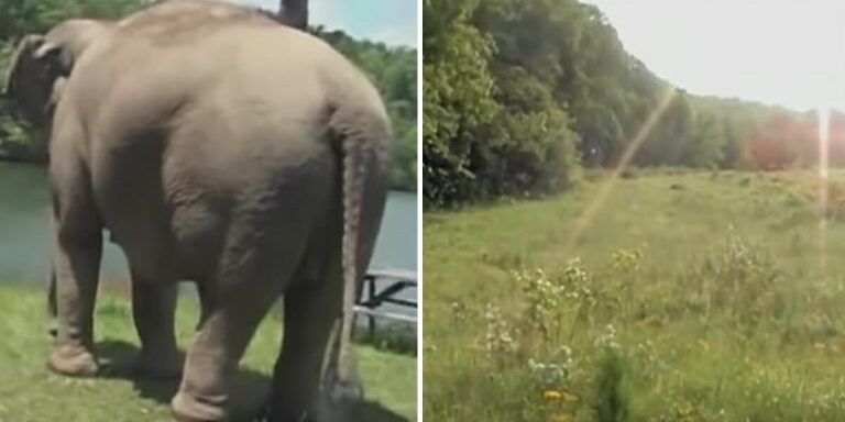 elefant